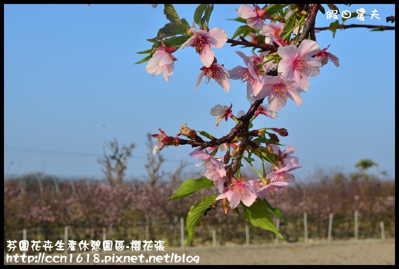 芬園花卉生產休憩園區-櫻花張DSC_3261