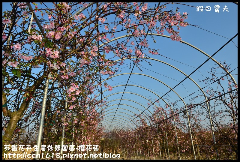 芬園花卉生產休憩園區-櫻花張DSC_3284