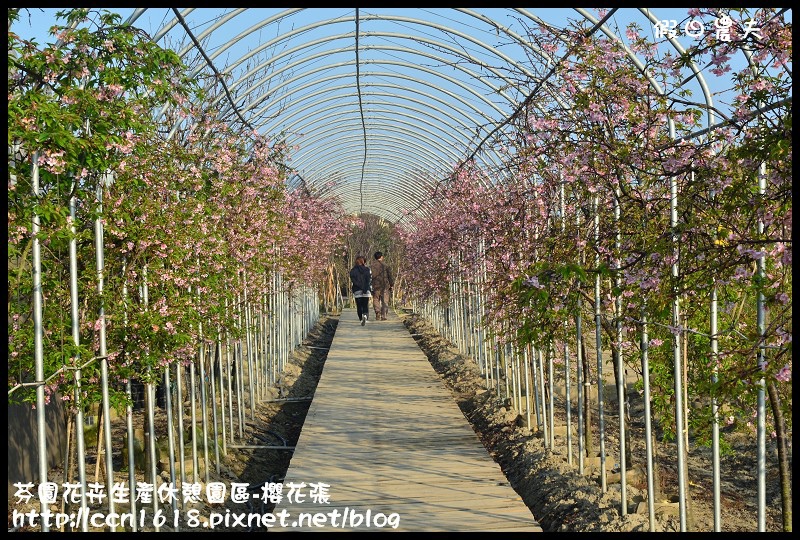 芬園花卉生產休憩園區-櫻花張DSC_3290