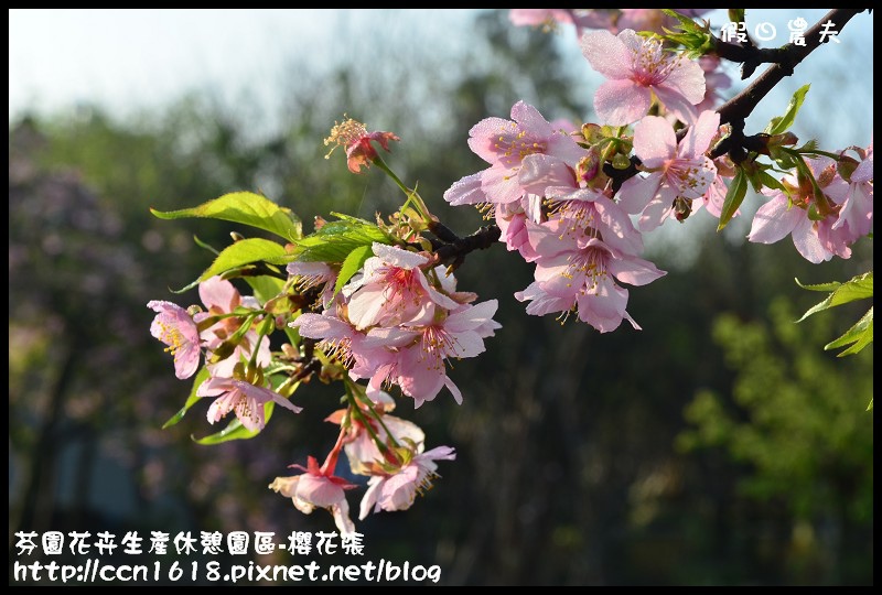 芬園花卉生產休憩園區-櫻花張DSC_3296