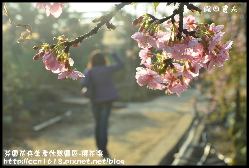 芬園花卉生產休憩園區-櫻花張DSC_3304