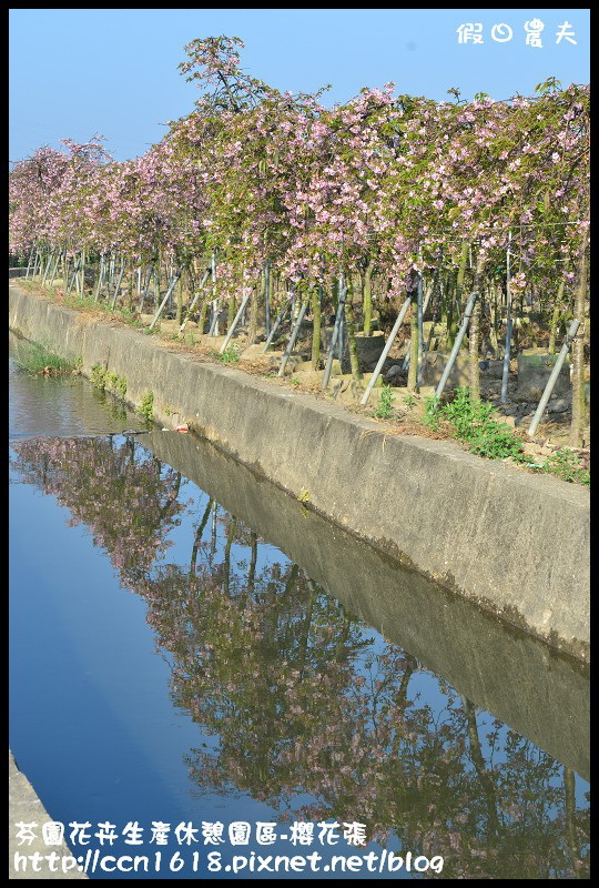 芬園花卉生產休憩園區-櫻花張DSC_3389