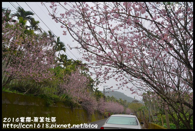 2014賞櫻-鹿篙社區DSC_4358 2014賞櫻-鹿篙社區DSC_4358