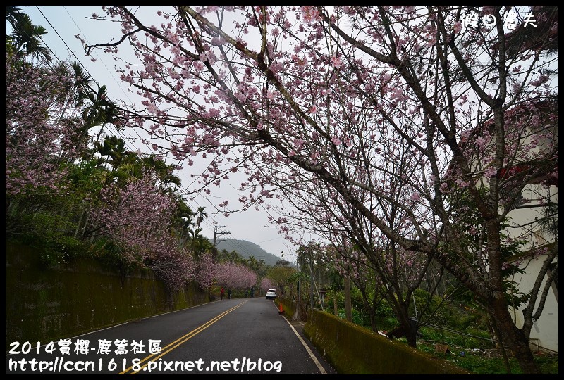 2014賞櫻-鹿篙社區DSC_4360