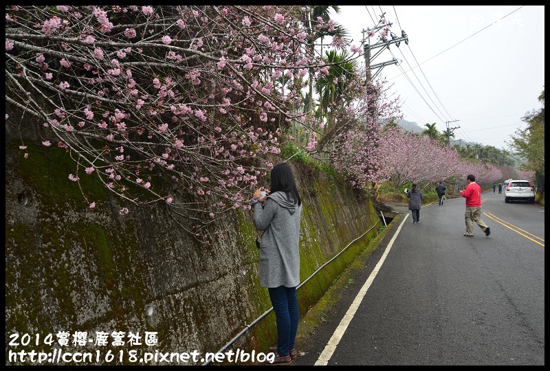2014賞櫻-鹿篙社區DSC_4366