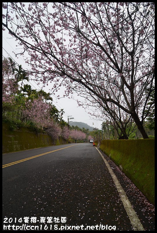 2014賞櫻-鹿篙社區DSC_4363