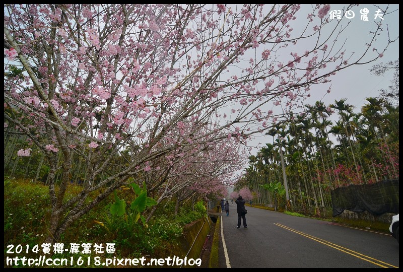 2014賞櫻-鹿篙社區DSC_4369