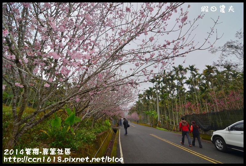 2014賞櫻-鹿篙社區DSC_4371