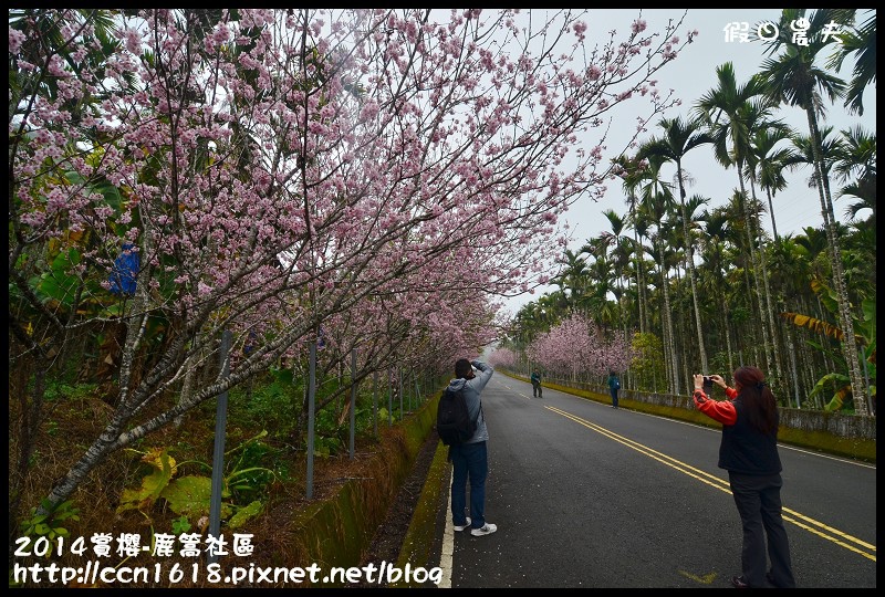 2014賞櫻-鹿篙社區DSC_4373