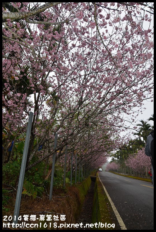 2014賞櫻-鹿篙社區DSC_4375