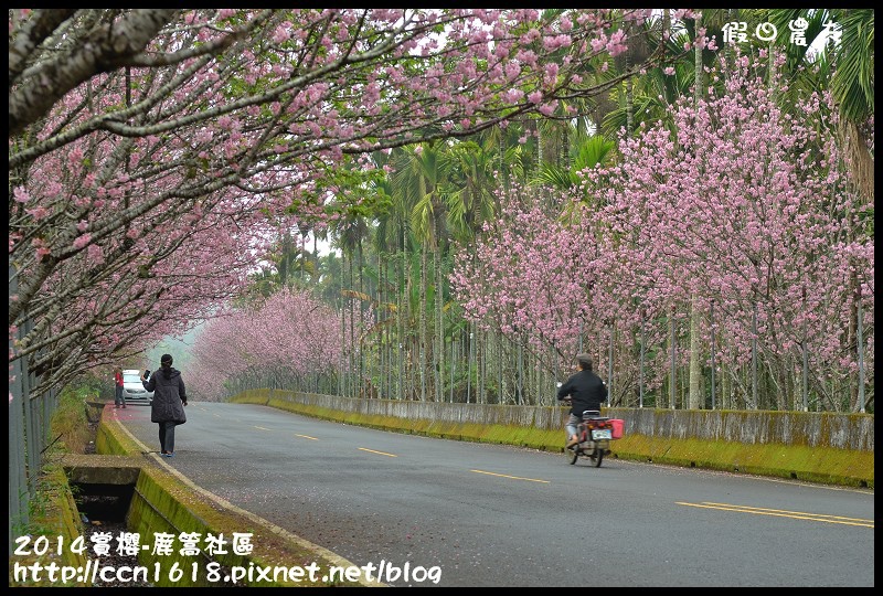 2014賞櫻-鹿篙社區DSC_4378