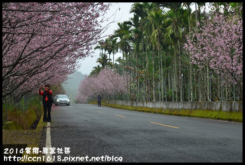 2014賞櫻-鹿篙社區DSC_4385