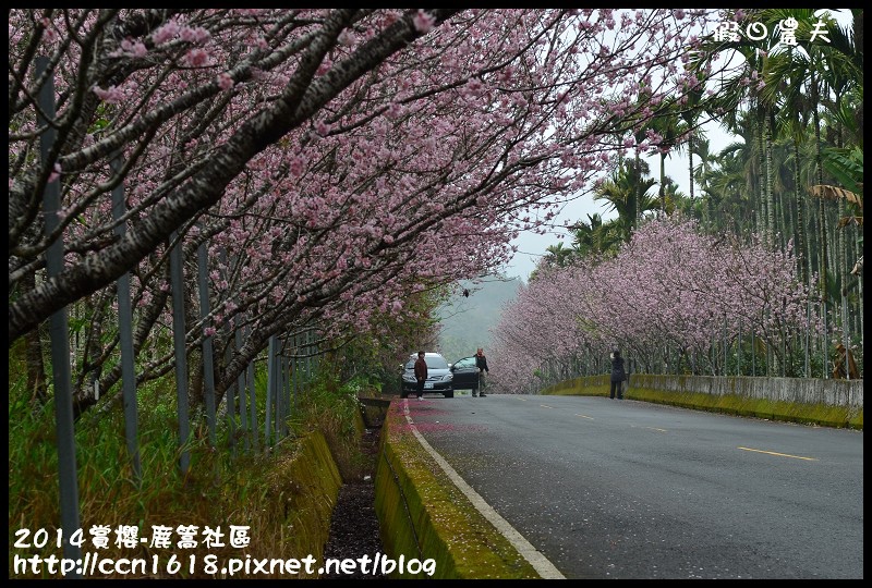 2014賞櫻-鹿篙社區DSC_4387