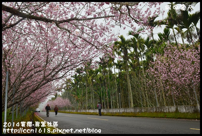 2014賞櫻-鹿篙社區DSC_4395
