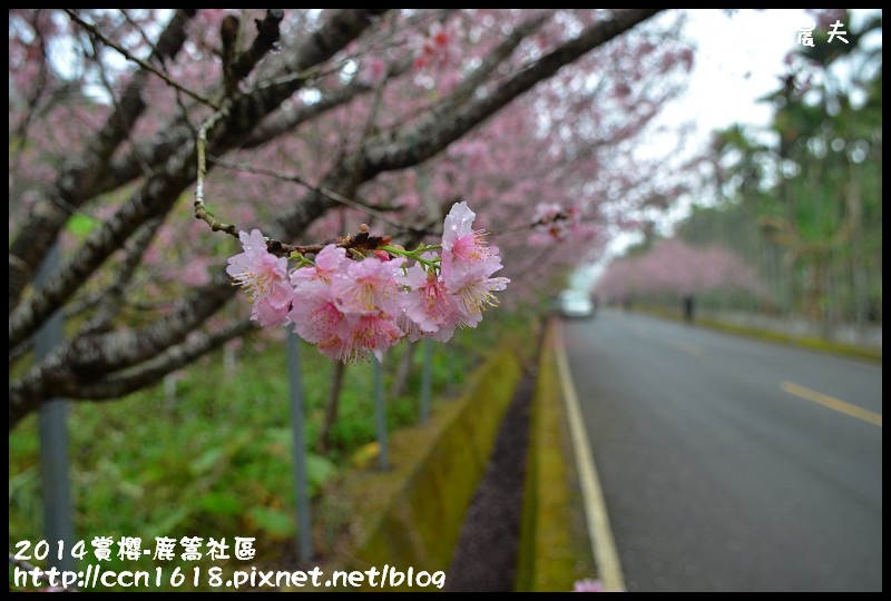 2014賞櫻-鹿篙社區DSC_4401