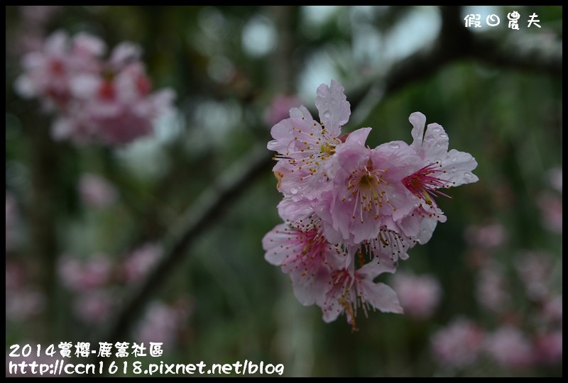 2014賞櫻-鹿篙社區DSC_4413