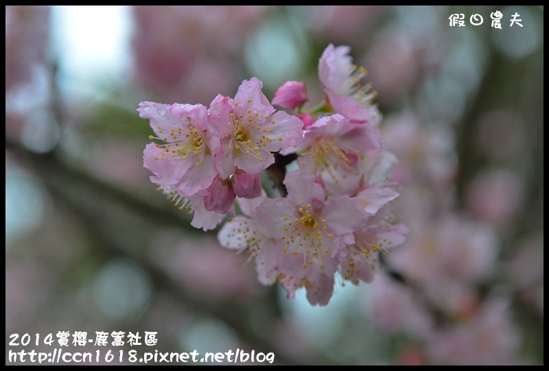 2014賞櫻-鹿篙社區DSC_4415