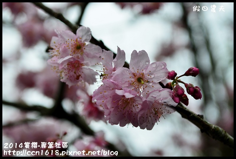 2014賞櫻-鹿篙社區DSC_4418