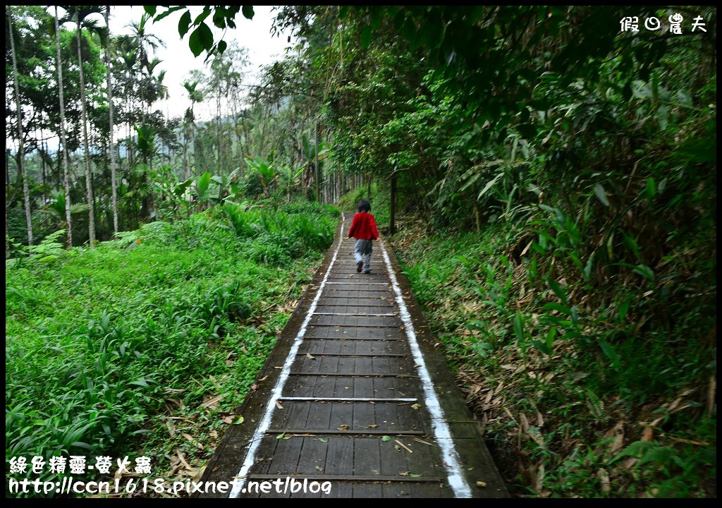 綠色精靈-螢火蟲DSC_2408 綠色精靈-螢火蟲DSC_2408