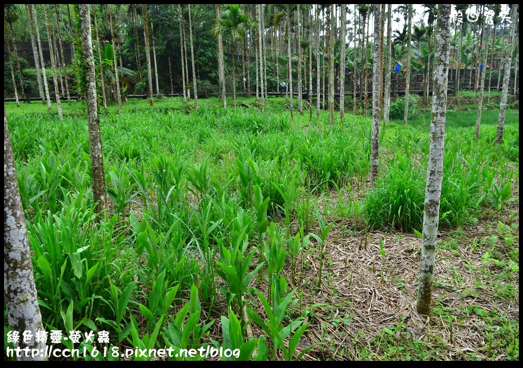 綠色精靈-螢火蟲DSC_2419 綠色精靈-螢火蟲DSC_2419