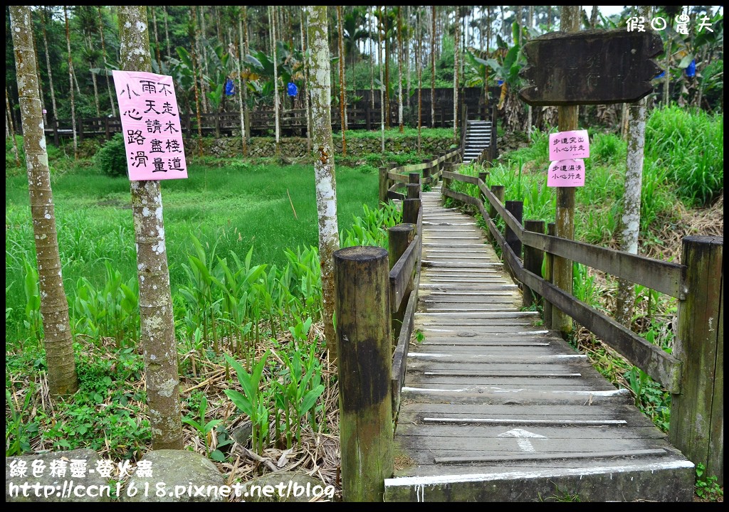 綠色精靈-螢火蟲DSC_2421 綠色精靈-螢火蟲DSC_2421