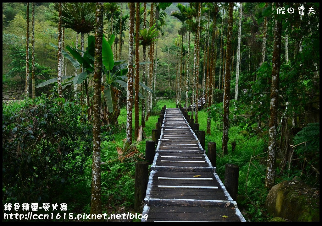 綠色精靈-螢火蟲DSC_2427 綠色精靈-螢火蟲DSC_2427