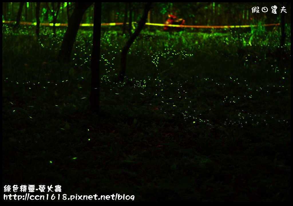 綠色精靈-螢火蟲DSC_2540 綠色精靈-螢火蟲DSC_2540