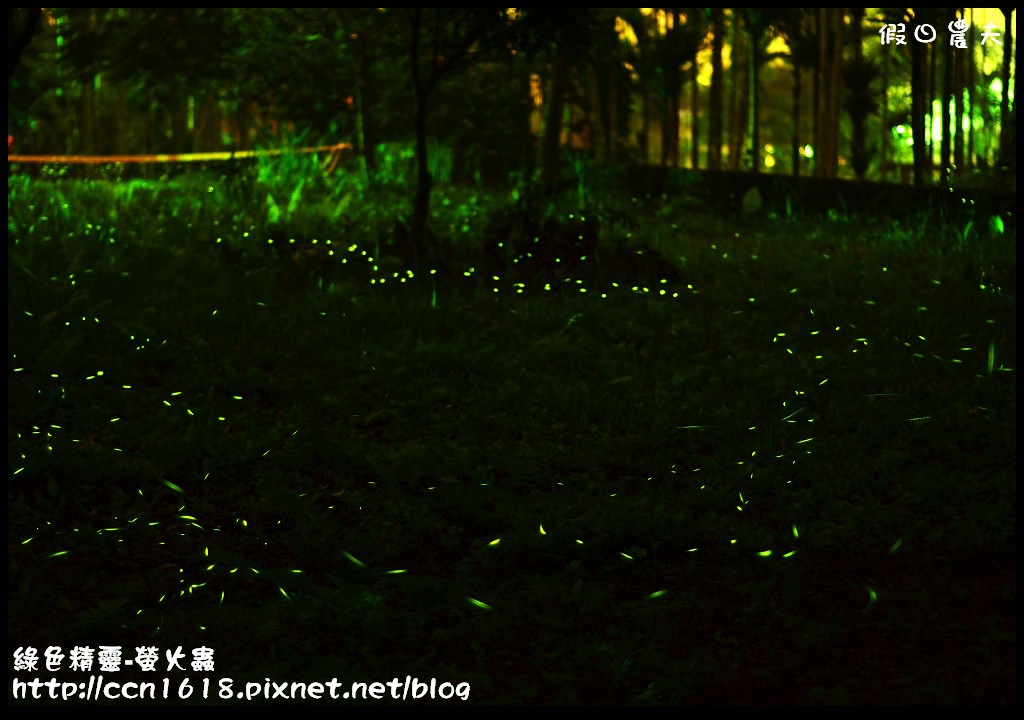 綠色精靈-螢火蟲DSC_2545 綠色精靈-螢火蟲DSC_2545