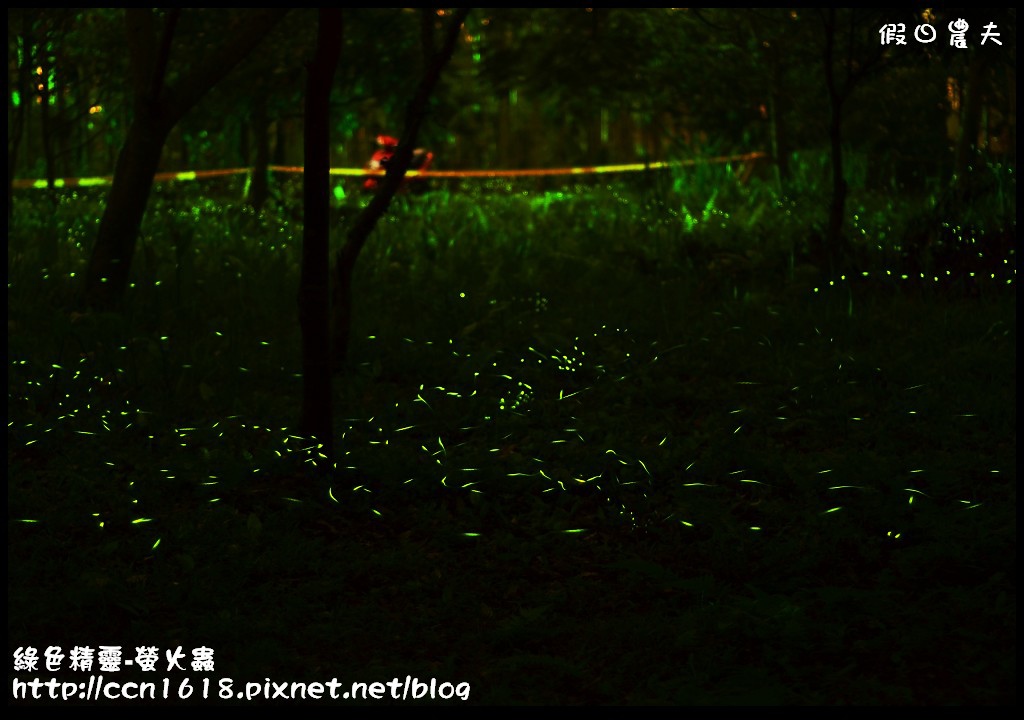 綠色精靈-螢火蟲DSC_2548 綠色精靈-螢火蟲DSC_2548