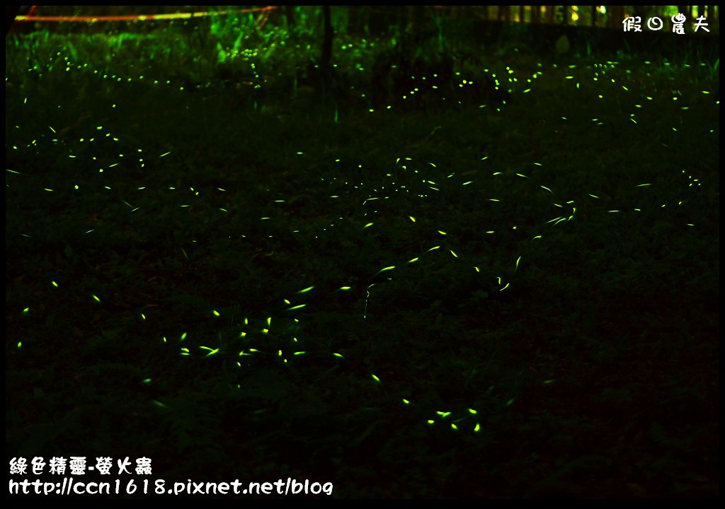 綠色精靈-螢火蟲DSC_2546 綠色精靈-螢火蟲DSC_2546