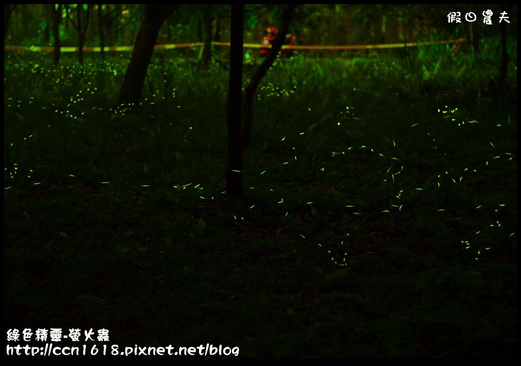 綠色精靈-螢火蟲DSC_2551 綠色精靈-螢火蟲DSC_2551