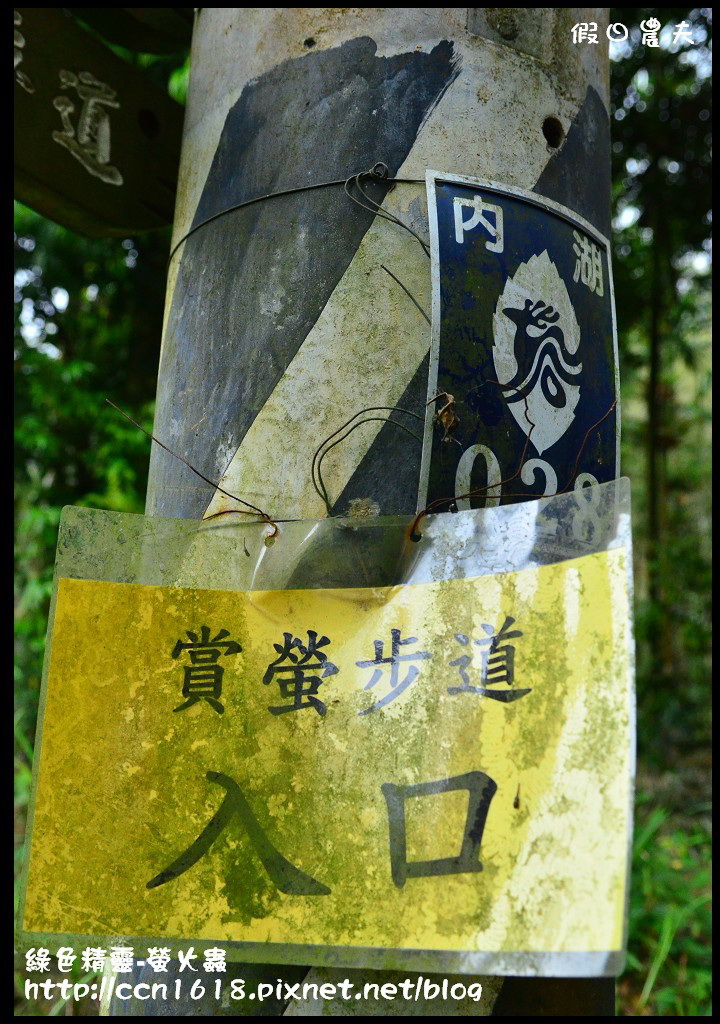 綠色精靈-螢火蟲DSC_2404 綠色精靈-螢火蟲DSC_2404