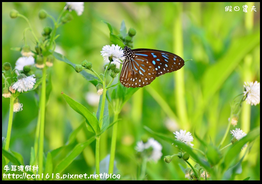 牛耳渡假村DSC_5341 牛耳渡假村DSC_5341