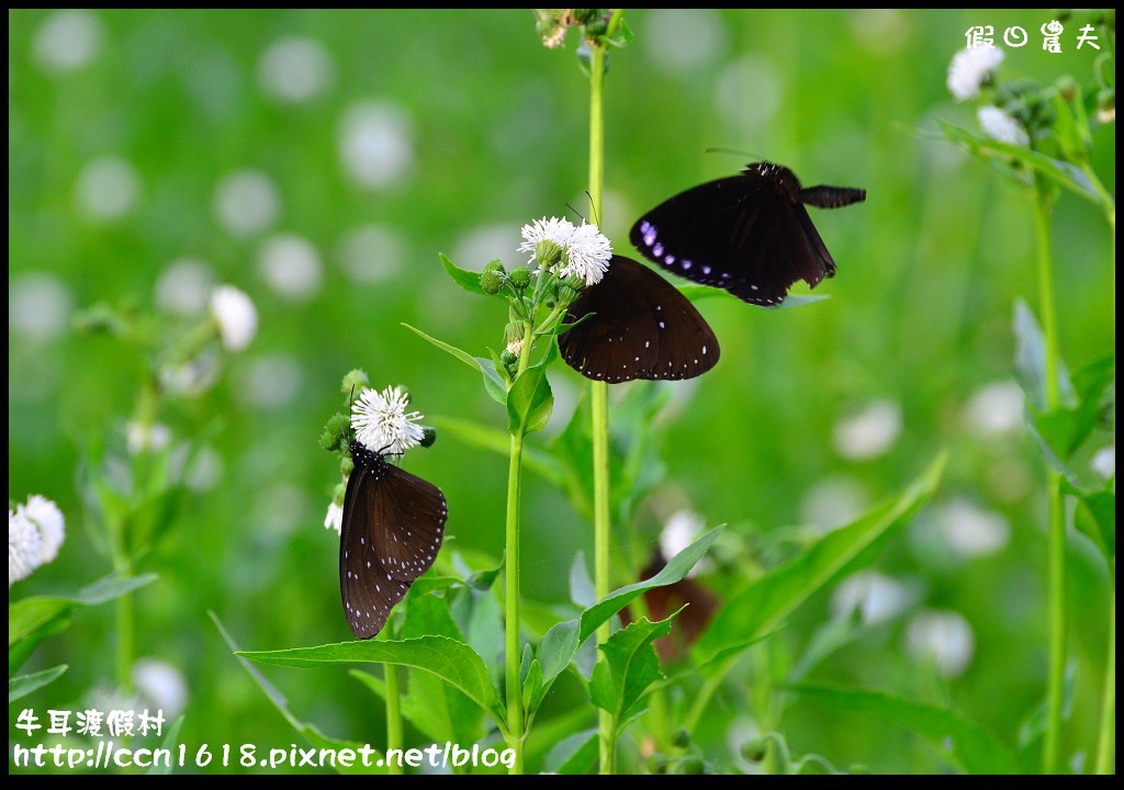 牛耳渡假村DSC_5381 牛耳渡假村DSC_5381