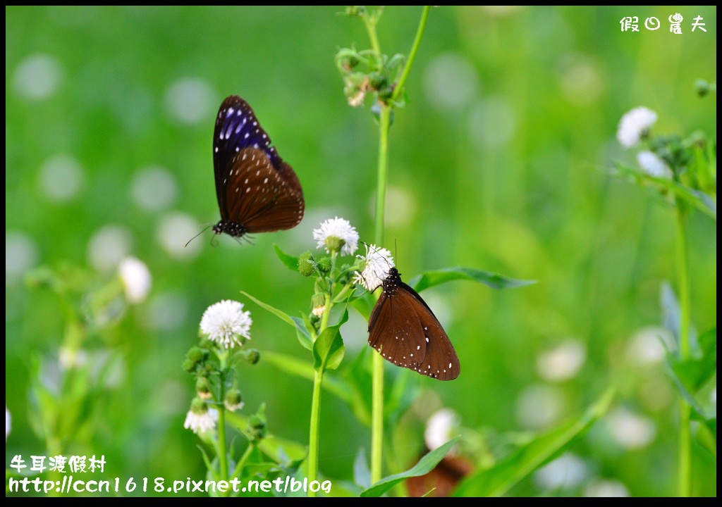 牛耳渡假村DSC_5372 牛耳渡假村DSC_5372