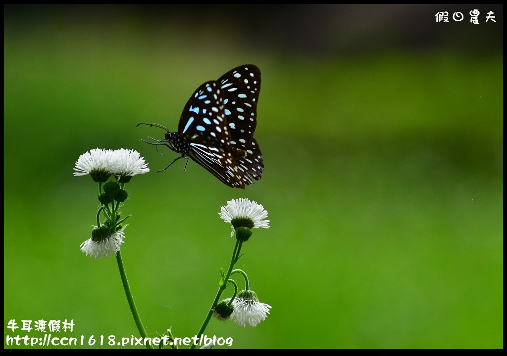 牛耳渡假村DSC_5540 牛耳渡假村DSC_5540