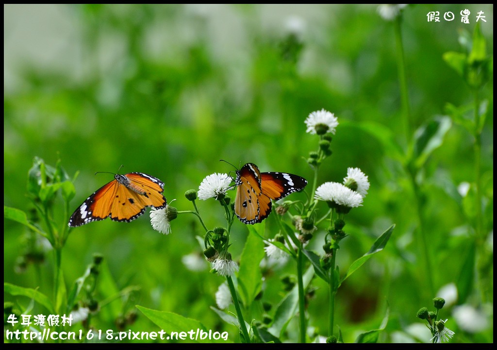 牛耳渡假村DSC_5559 牛耳渡假村DSC_5559