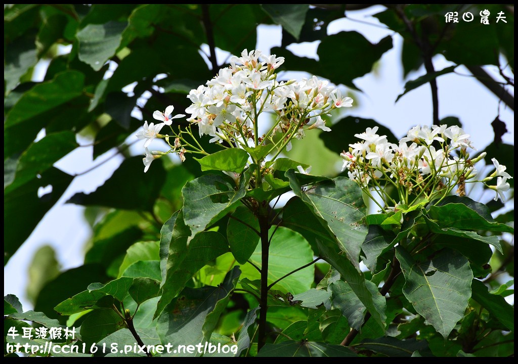 牛耳渡假村DSC_5567 牛耳渡假村DSC_5567