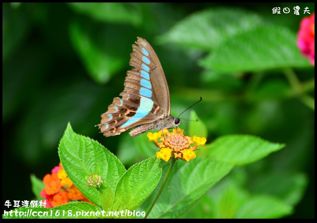 牛耳渡假村DSC_5586 牛耳渡假村DSC_5586