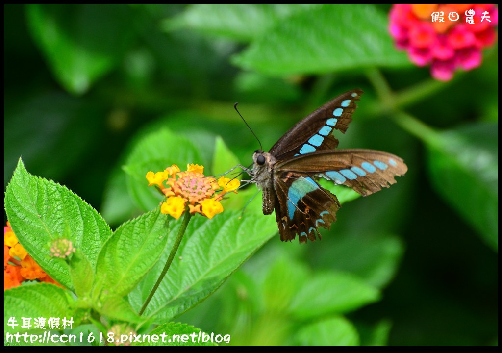牛耳渡假村DSC_5589 牛耳渡假村DSC_5589