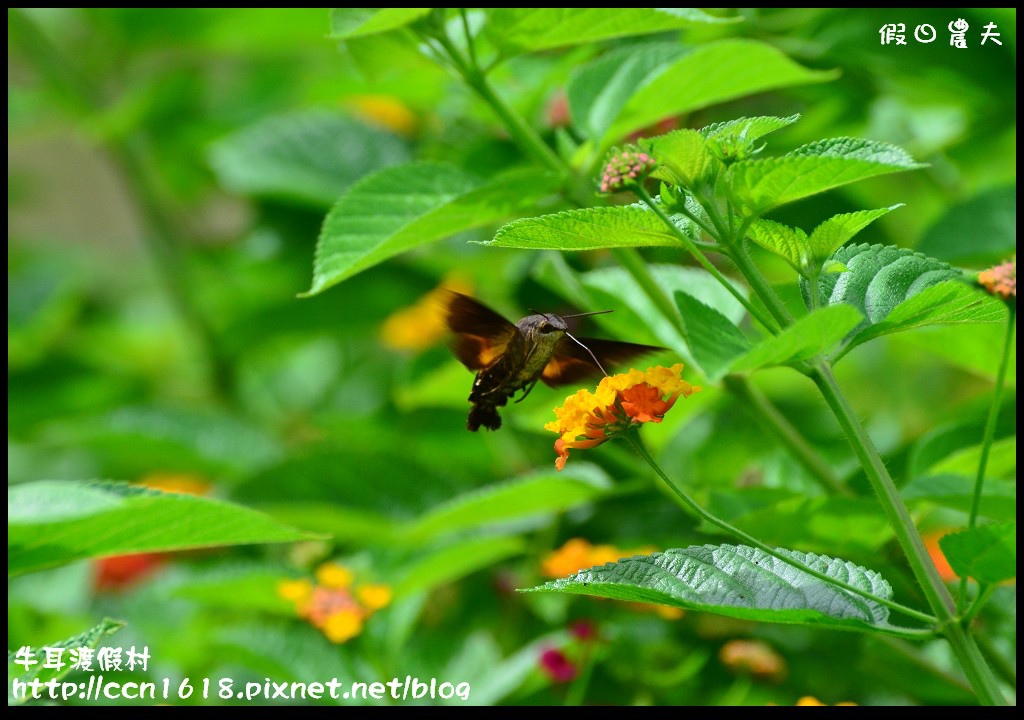 牛耳渡假村DSC_5620 牛耳渡假村DSC_5620