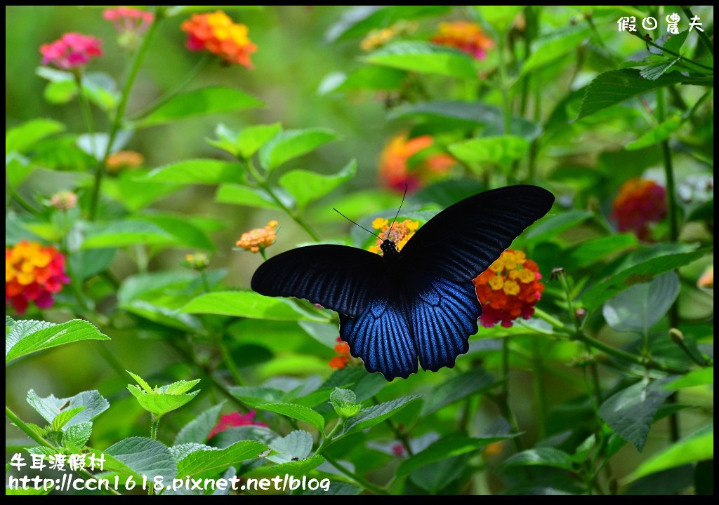 牛耳渡假村DSC_5655 牛耳渡假村DSC_5655