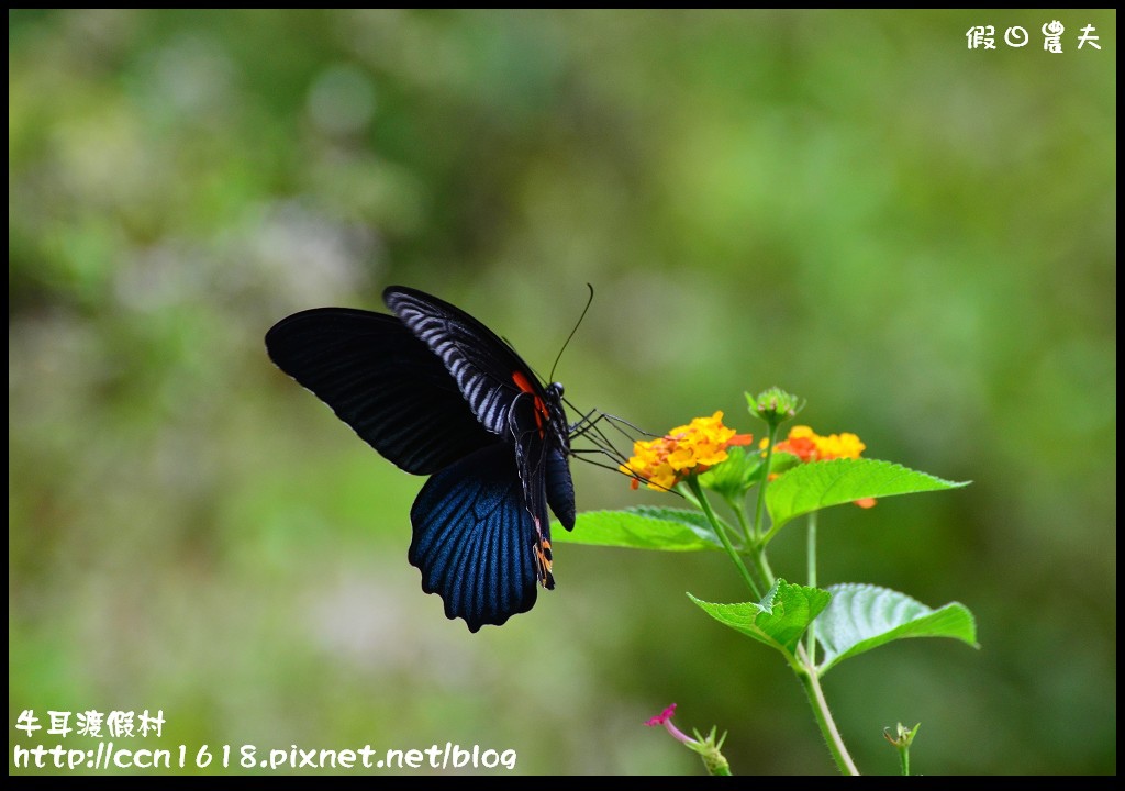 牛耳渡假村DSC_5681 牛耳渡假村DSC_5681