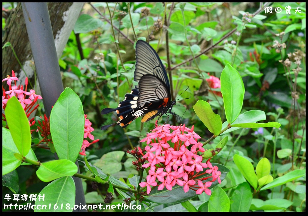 牛耳渡假村DSC_5835 牛耳渡假村DSC_5835