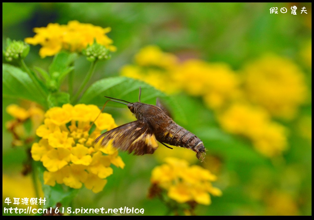 牛耳渡假村DSC_5840 牛耳渡假村DSC_5840