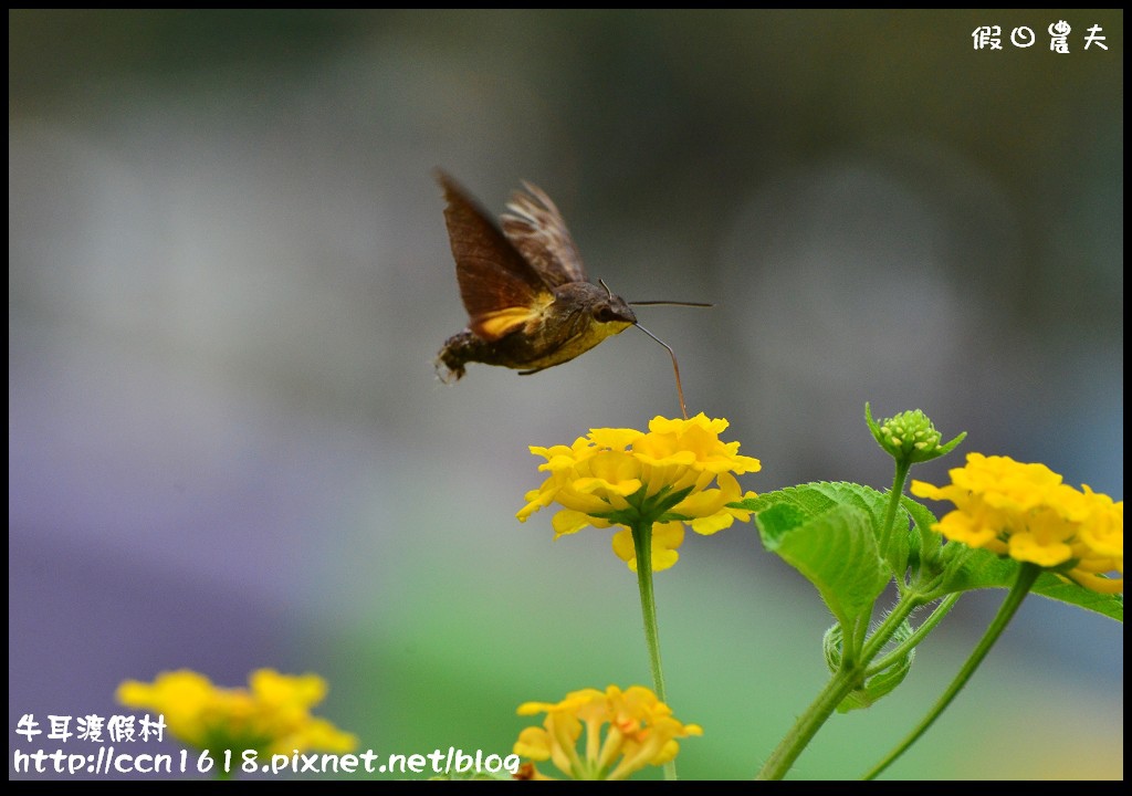 牛耳渡假村DSC_5851 牛耳渡假村DSC_5851