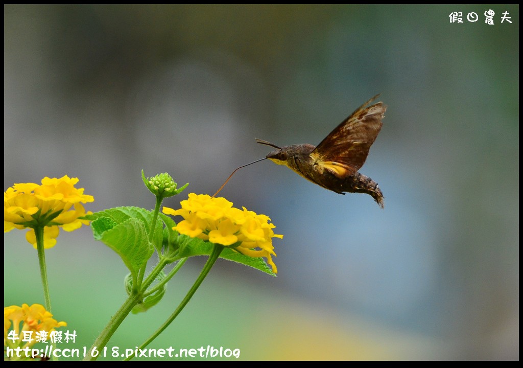牛耳渡假村DSC_5860 牛耳渡假村DSC_5860