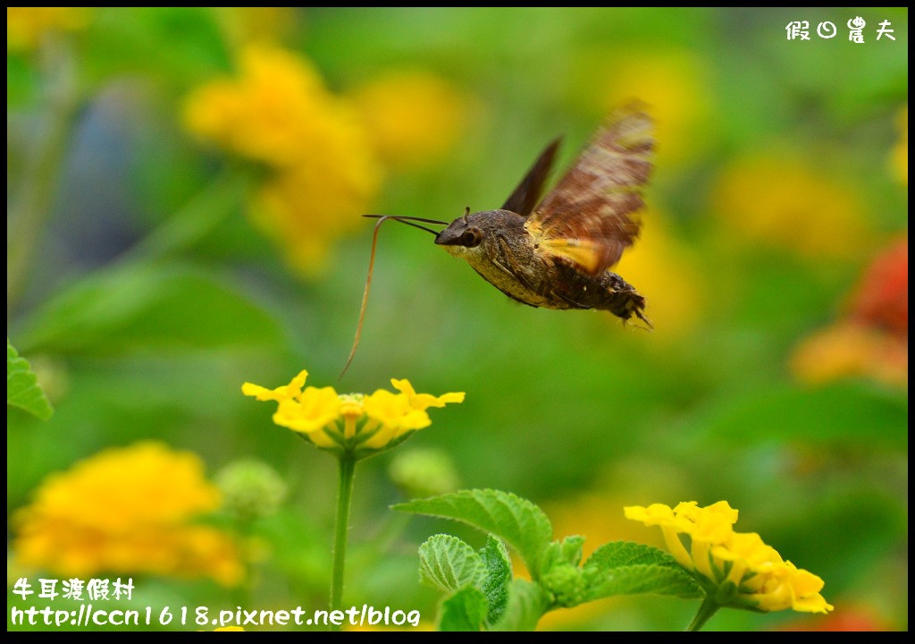 牛耳渡假村DSC_5873 牛耳渡假村DSC_5873