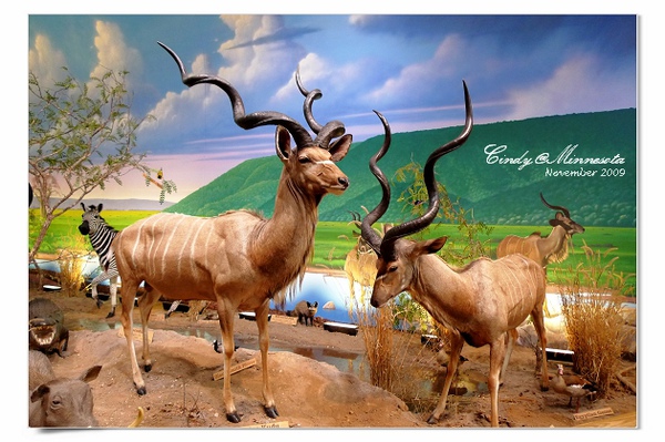 Cabela's-29.jpg Cabela's-29.jpg