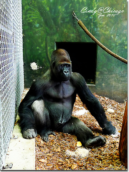 Lincoln Park Zoo-16.jpg